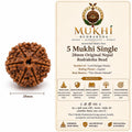 5 MUKHI  RUDRAKSHA-NEPAL
