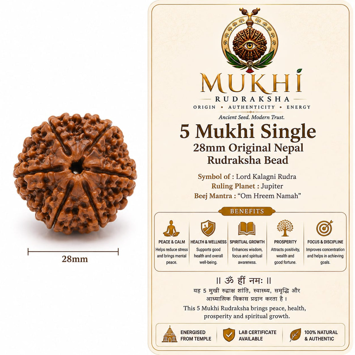 5 MUKHI  RUDRAKSHA-NEPAL